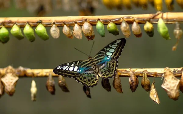 The Parallel Patterns of AI and Agile Transformations